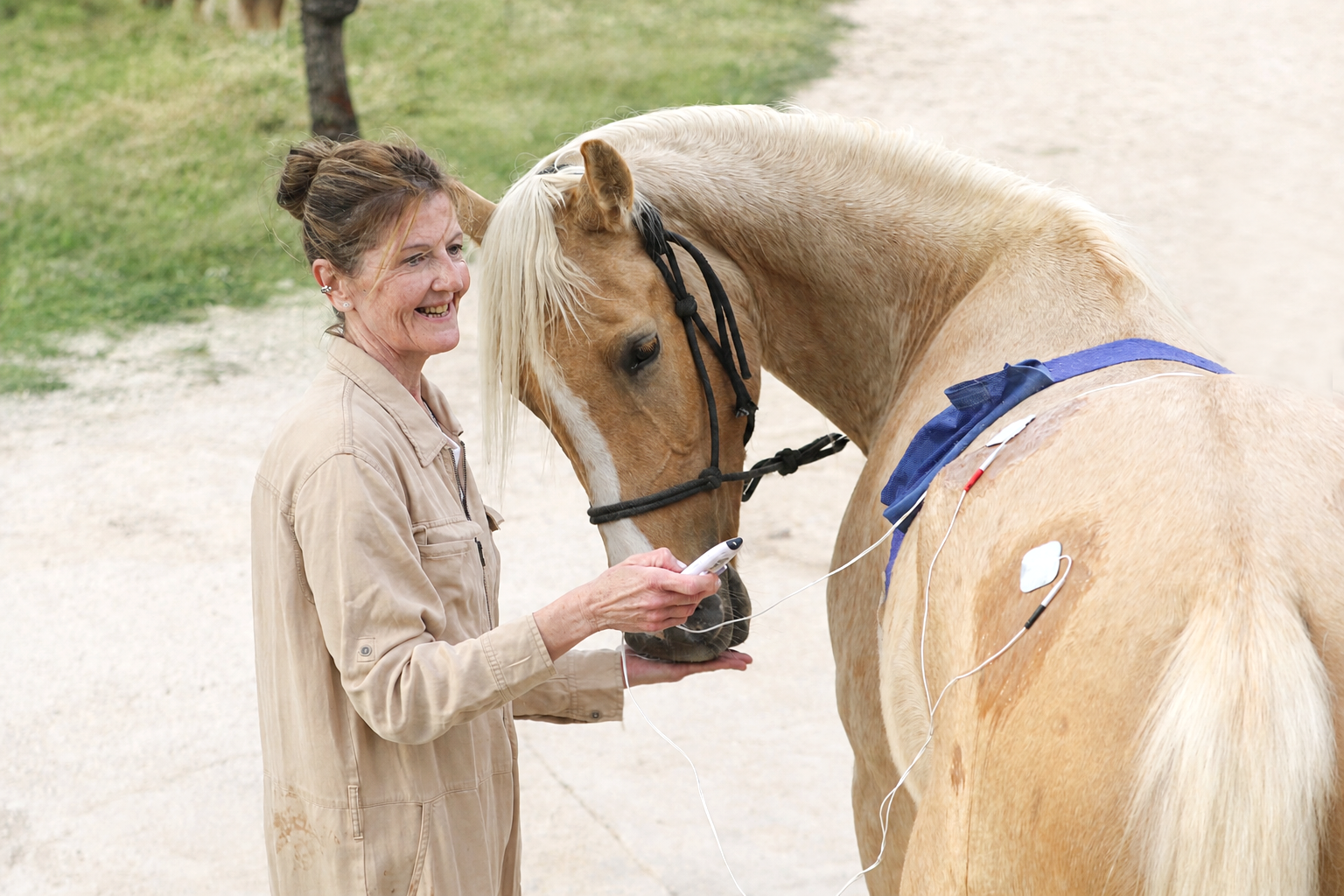 Electroterapia en fisioterapia equina