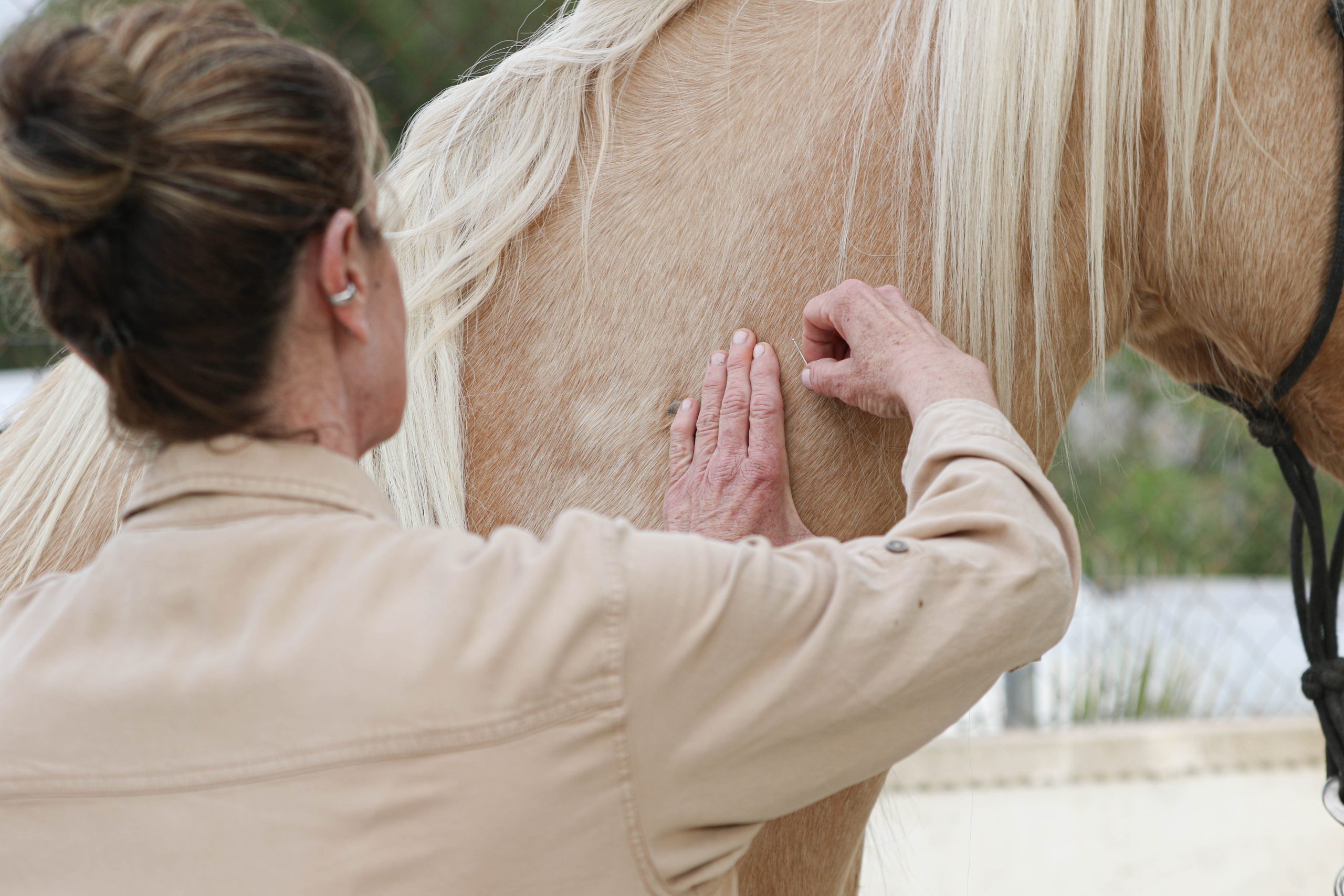 Punción seca en fisioterapia equina