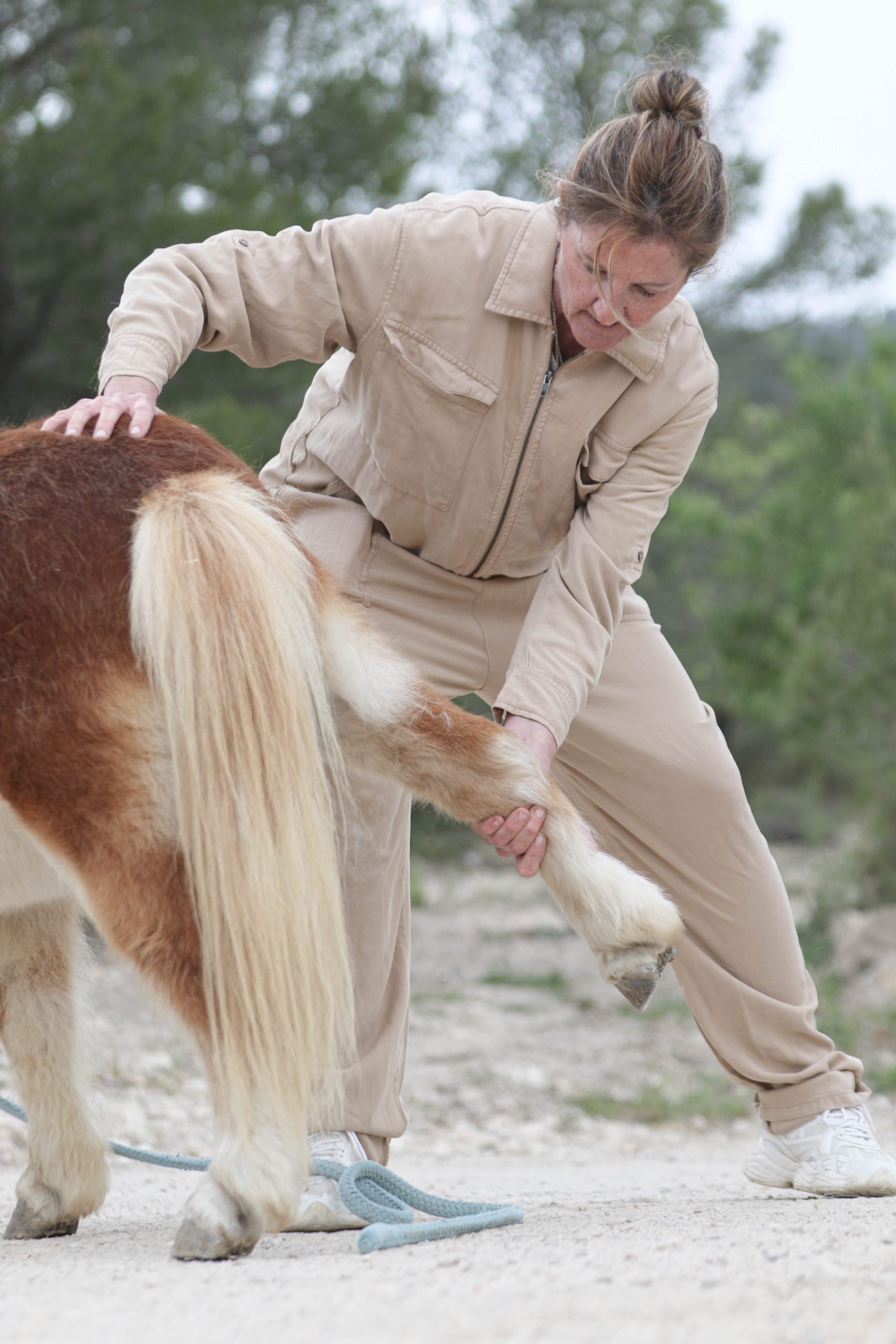 Ventosas en fisioterapia equina