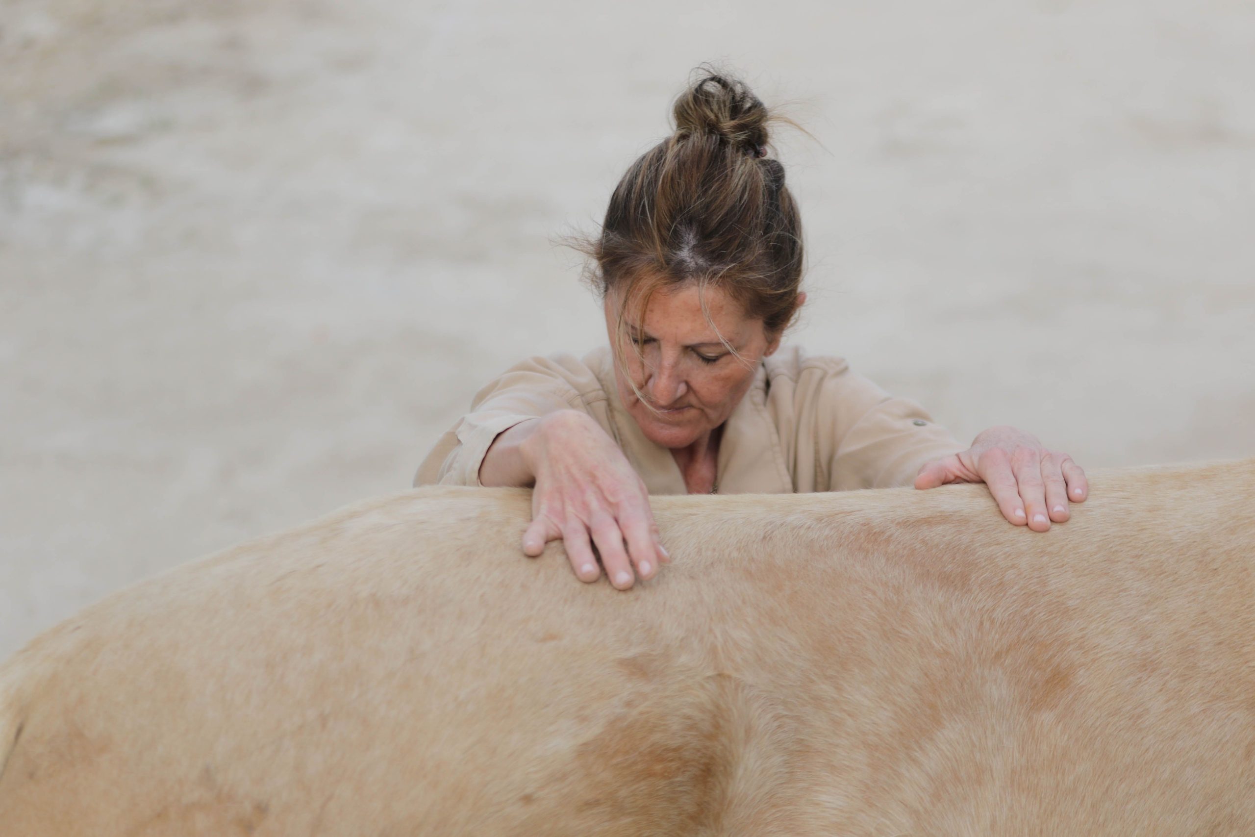 Fisioterapia equina